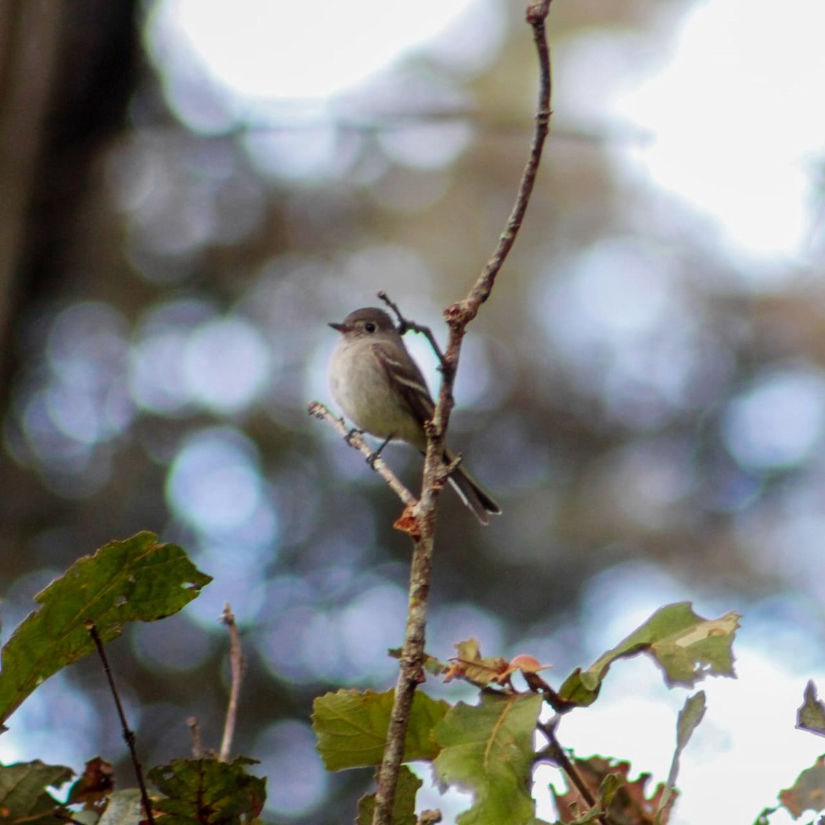 Hammond's Flycatcher - ML647559084