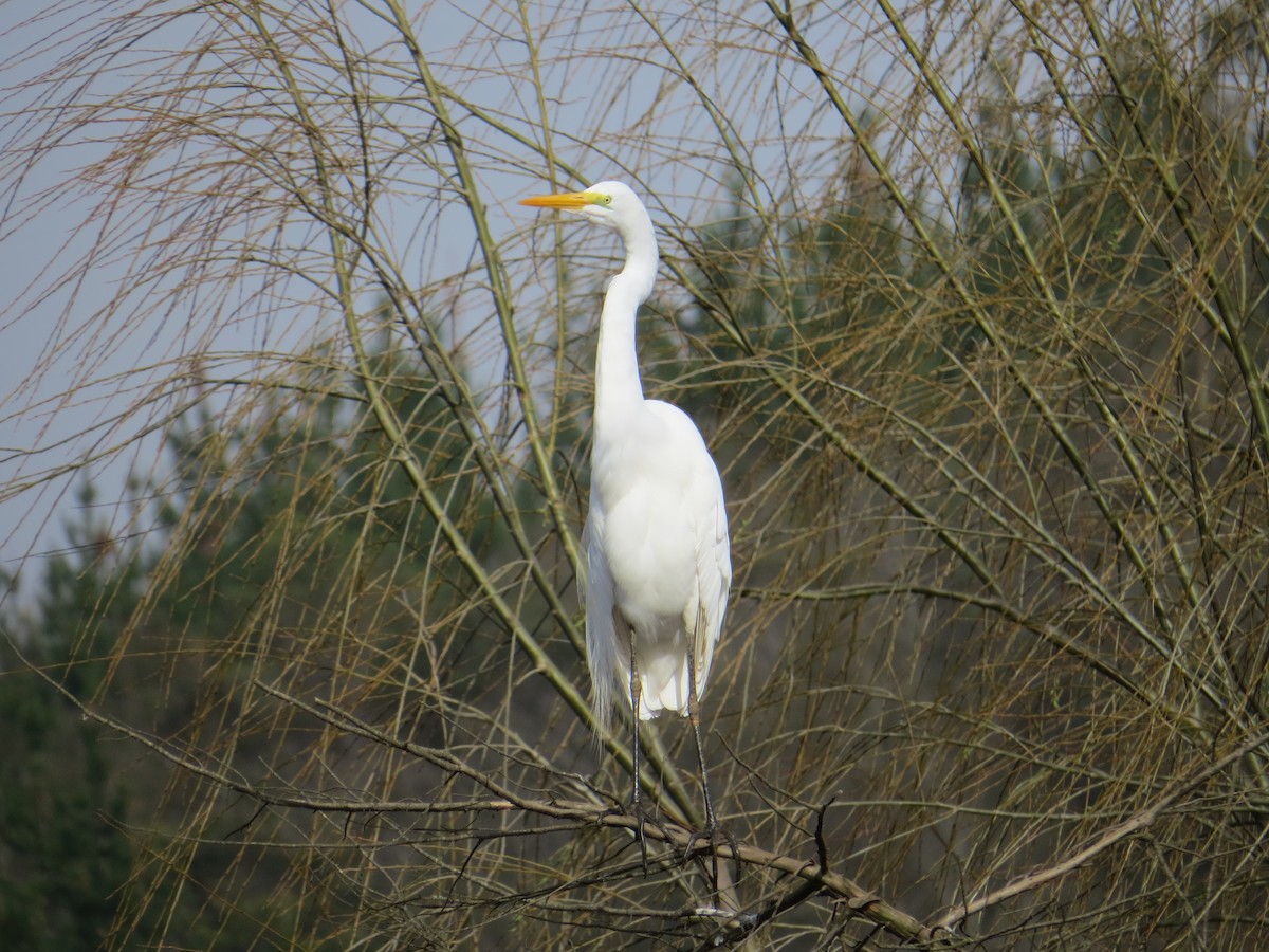 Great Egret - ML64755911