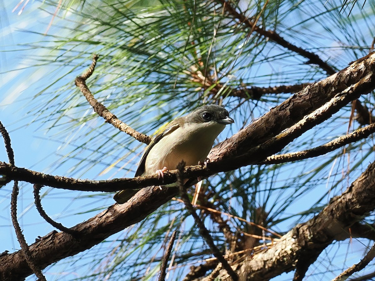 White-browed Shrike-Babbler (Dalat) - ML647559120