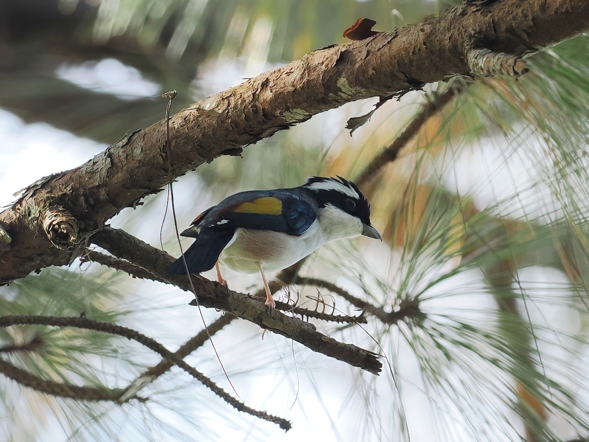 White-browed Shrike-Babbler (Dalat) - ML647559121