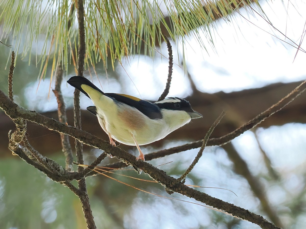 White-browed Shrike-Babbler (Dalat) - ML647559122
