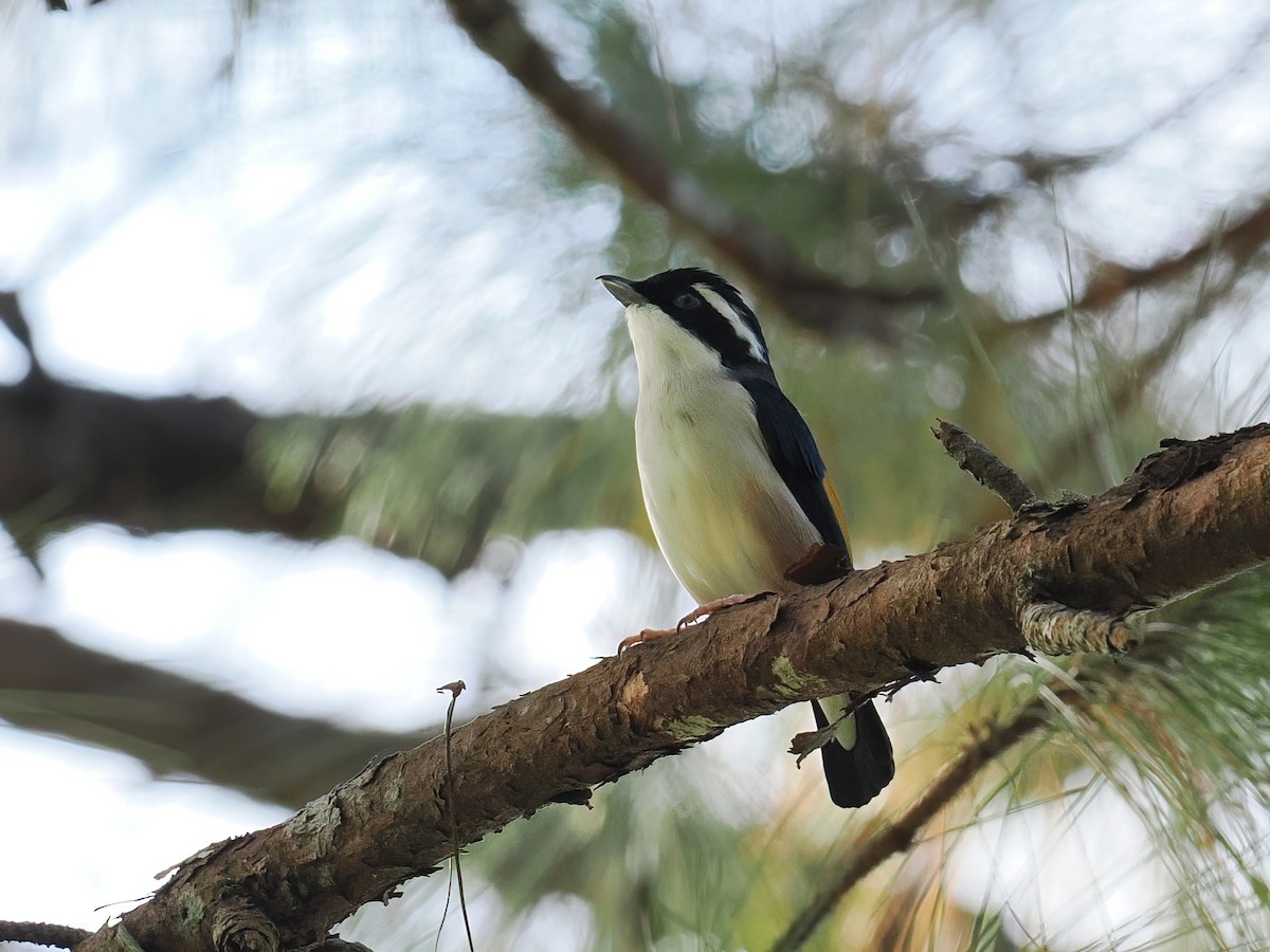 White-browed Shrike-Babbler (Dalat) - ML647559123