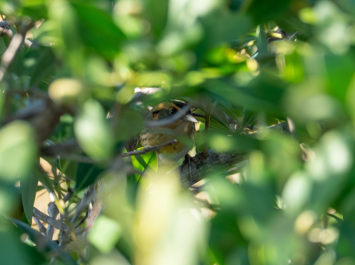 Chingolo de Nelson - ML647559146