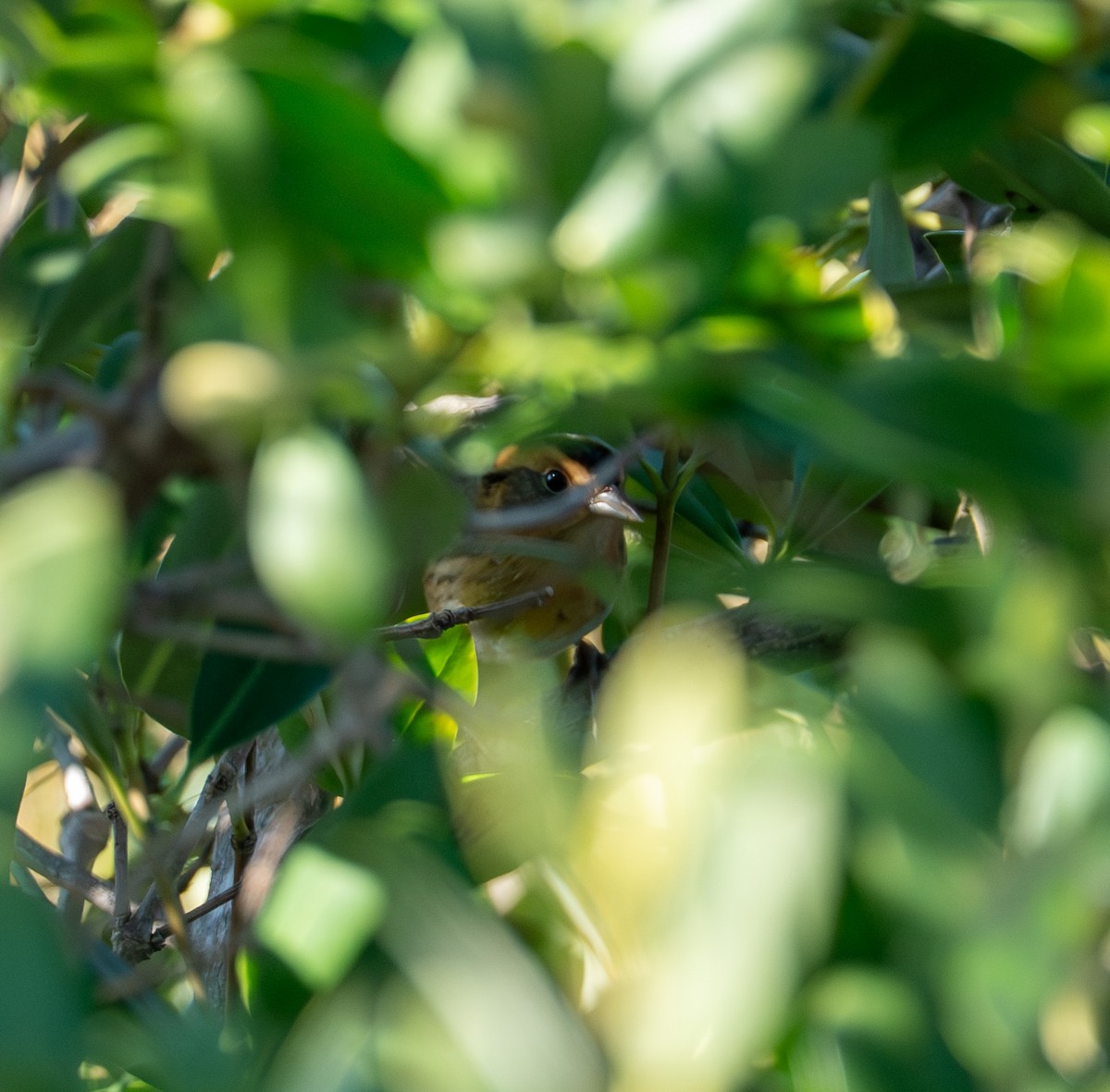 Chingolo de Nelson - ML647559147