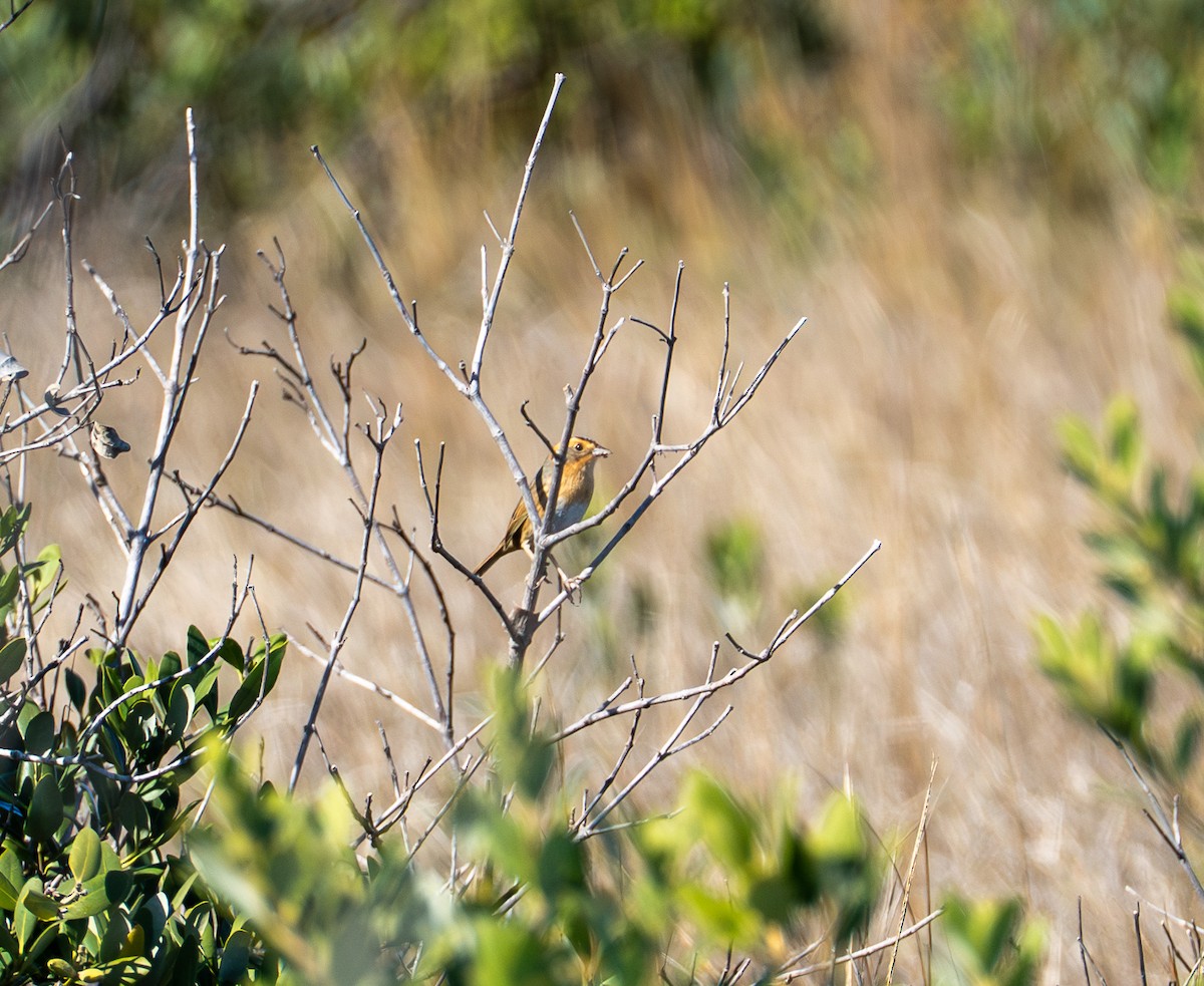 Chingolo de Nelson - ML647559148