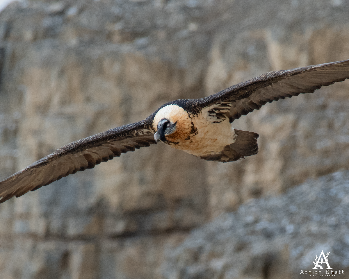 Bearded Vulture - ML647559171