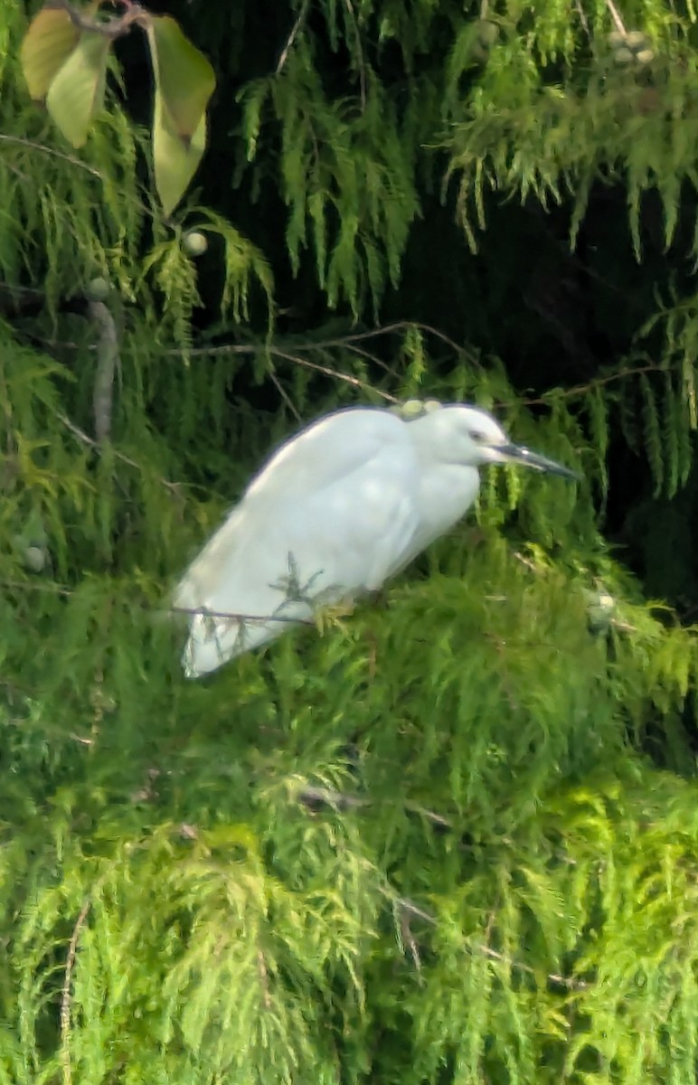 Little Egret - ML647559206