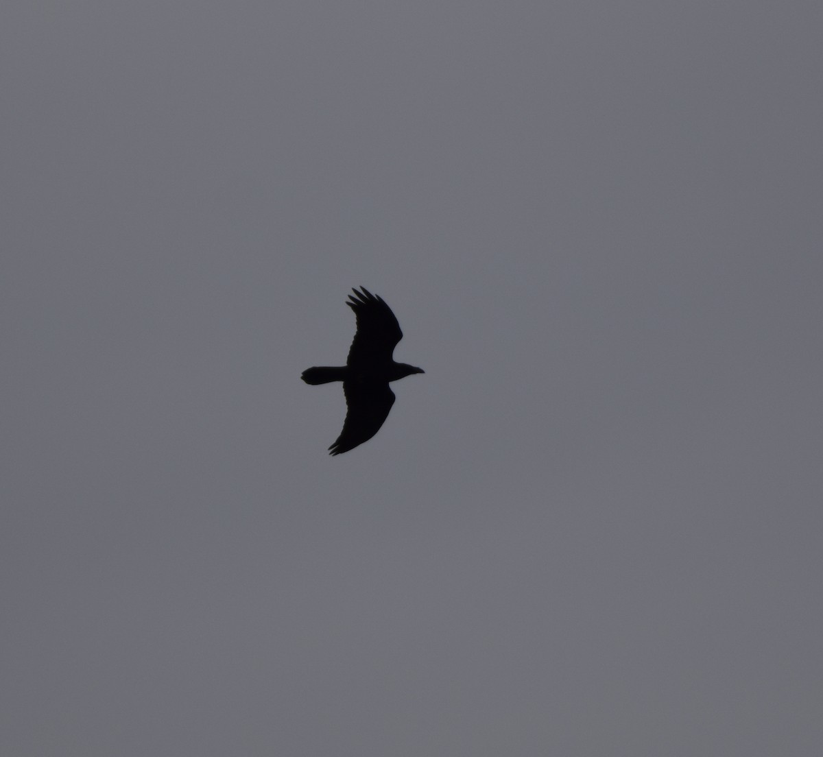 ワタリガラス - ML647559209