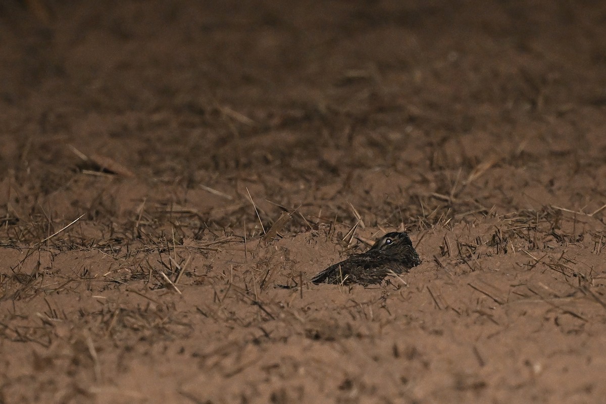 Chocha Perdiz - ML647559218