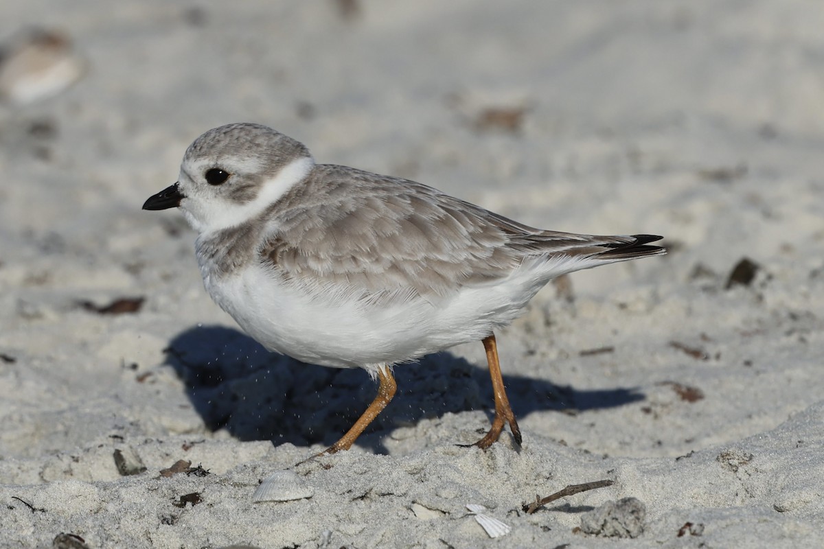 Piping Plover - ML647559220