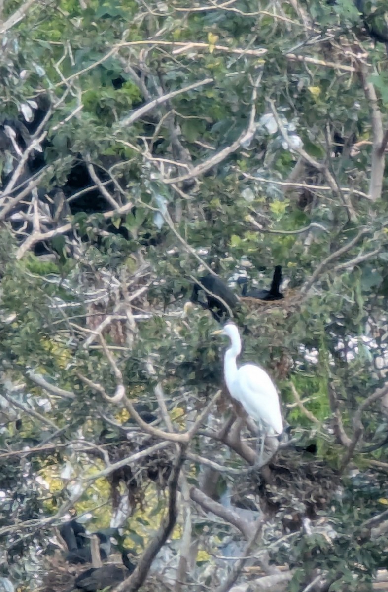 Great Egret - ML647559247
