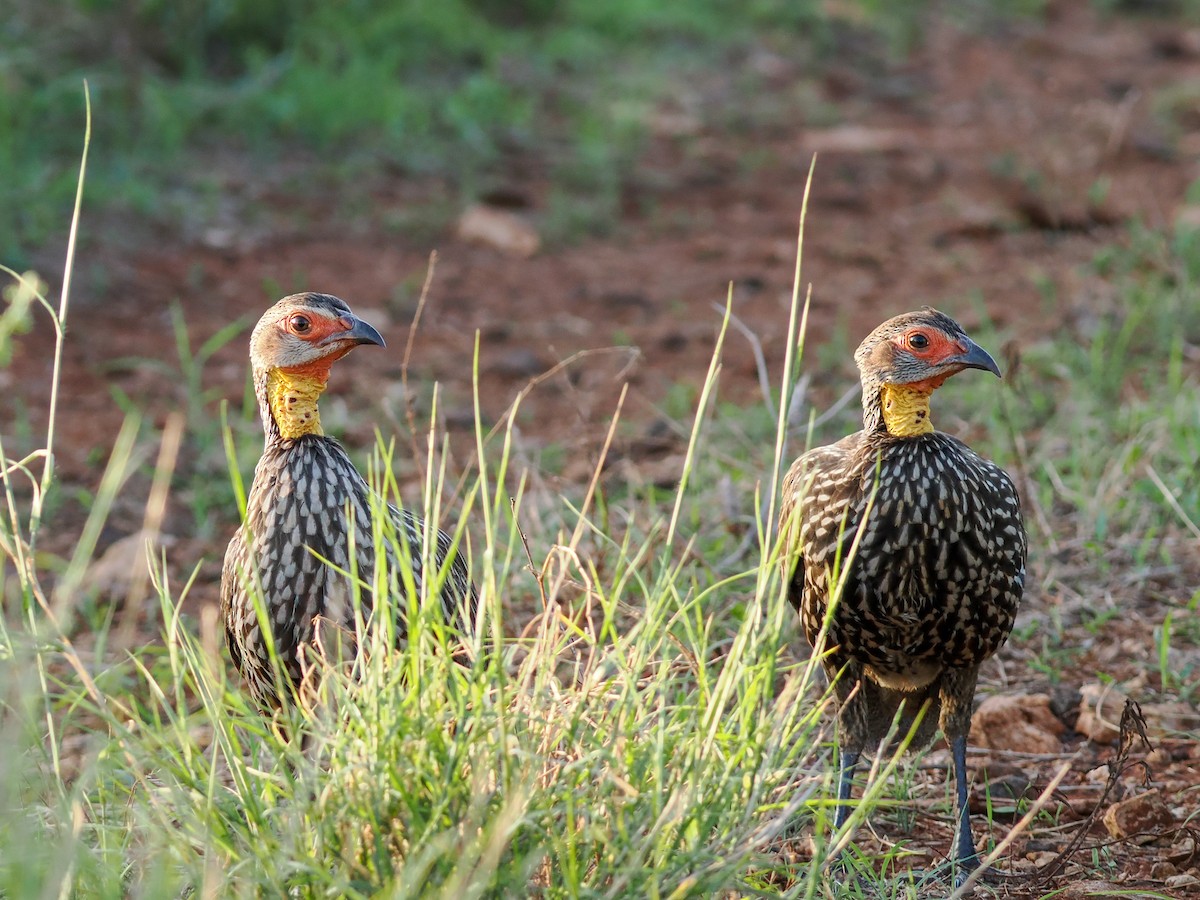 frankolín žlutohrdlý - ML647559260