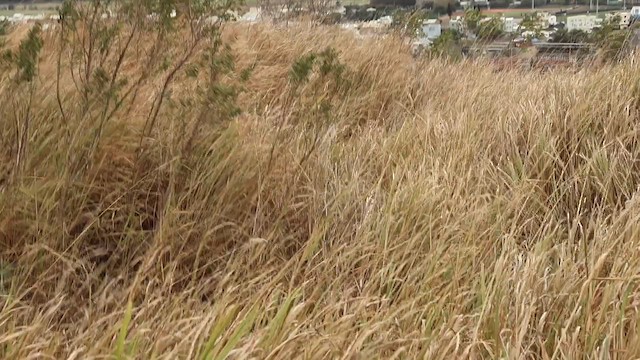 草鴞 - ML647559262