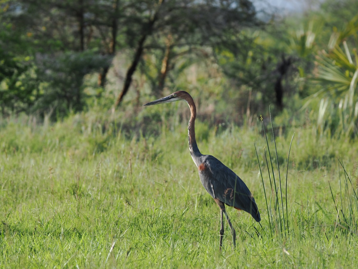 volavka obrovská - ML647559273