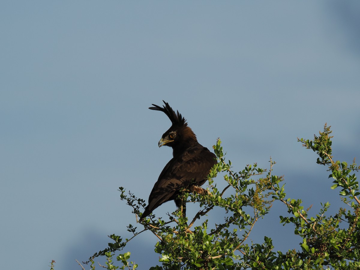orel chocholatý - ML647559281