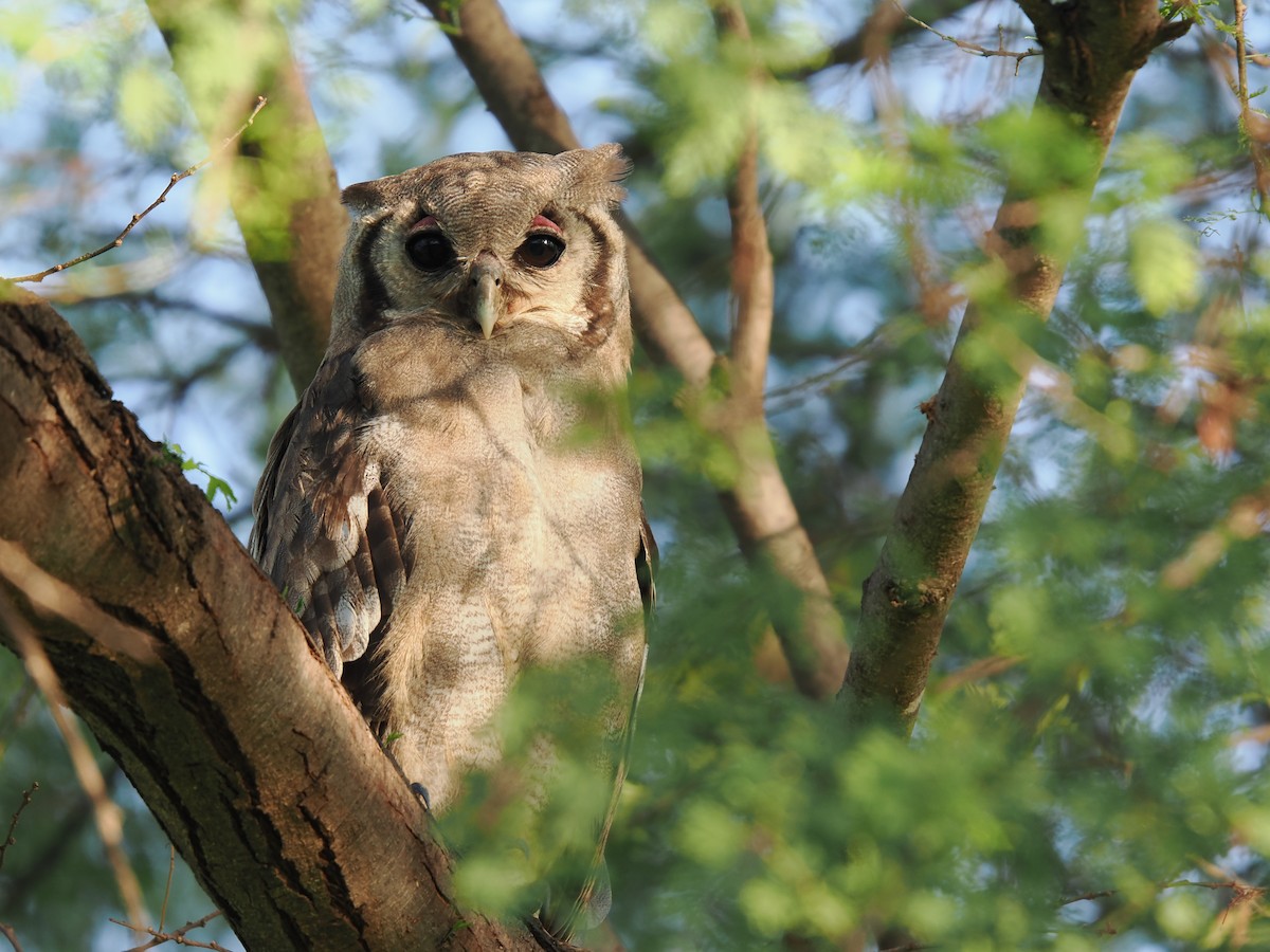 ketupa bělavá - ML647559292