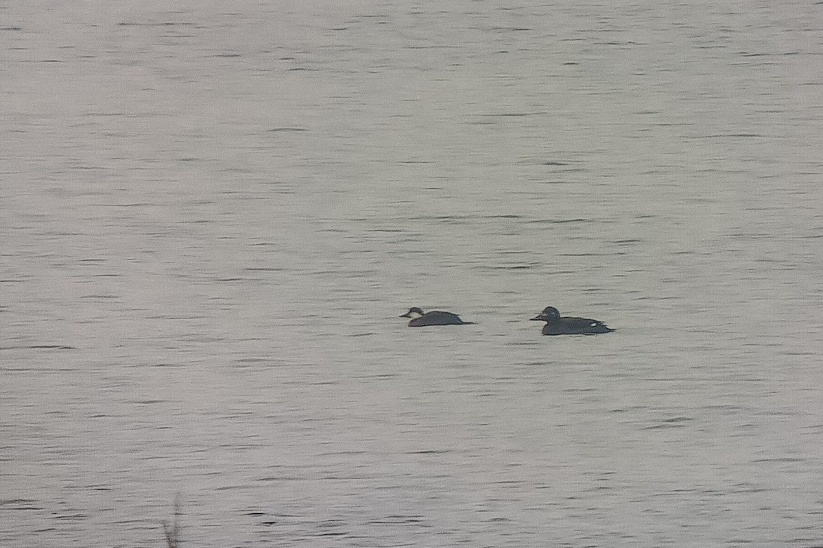 ヨーロッパクロガモ - ML647559301