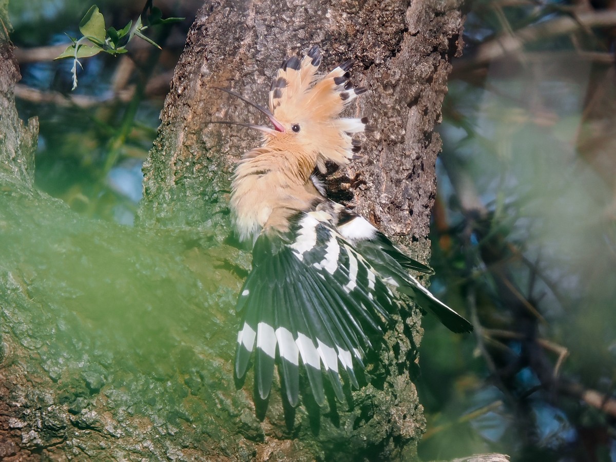 dudek chocholatý - ML647559305