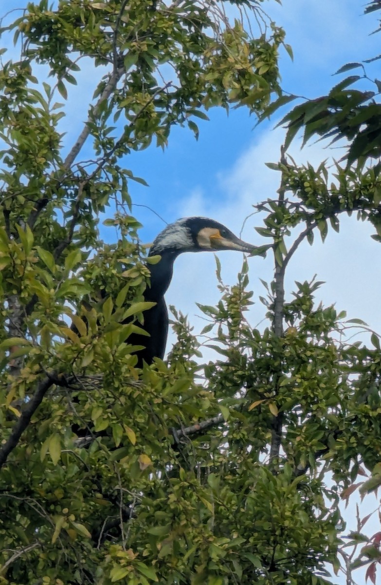 Great Cormorant - ML647559308