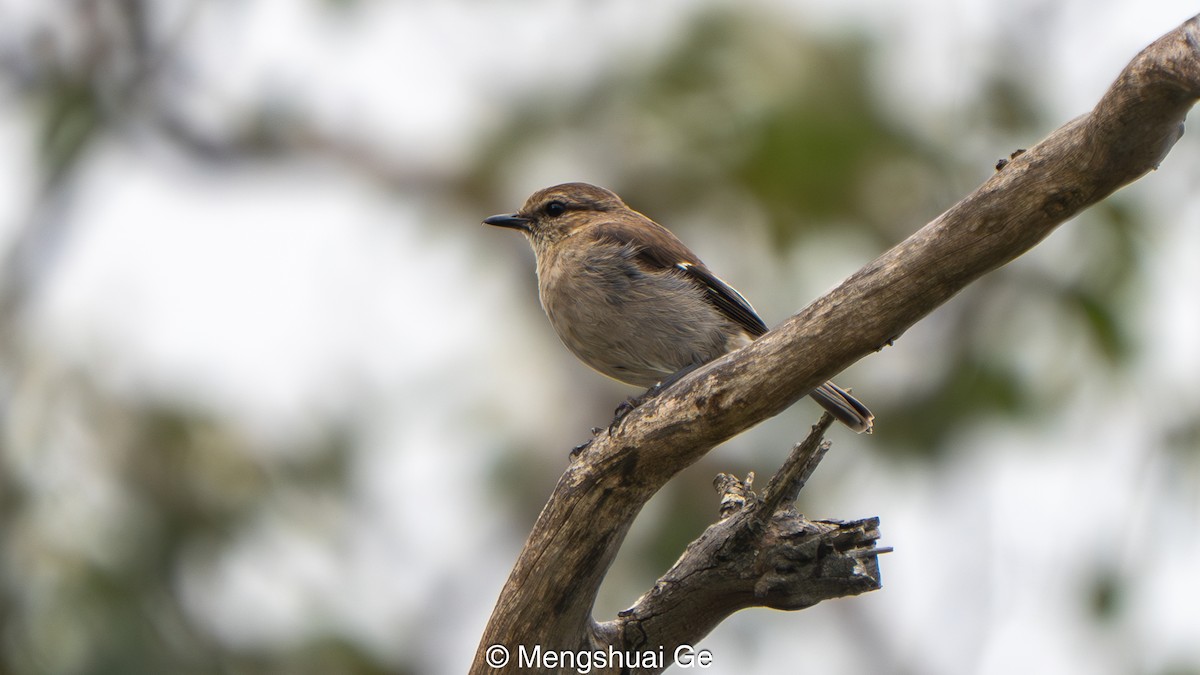 Королець брунатний - ML647559312