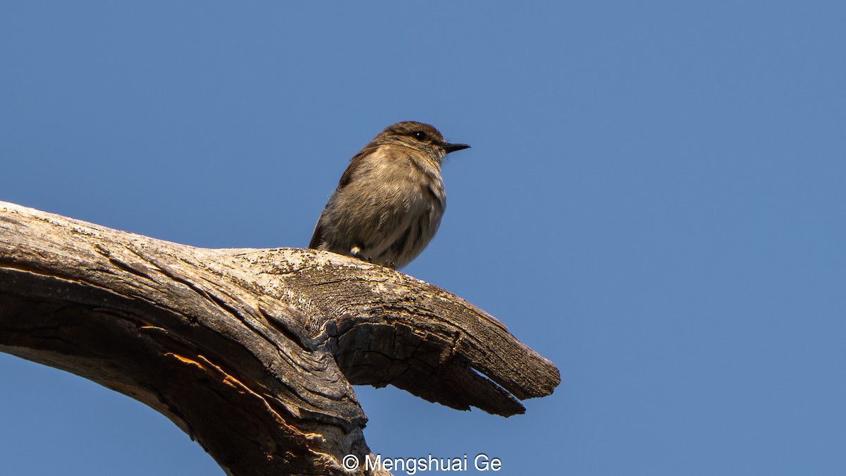 Королець брунатний - ML647559313