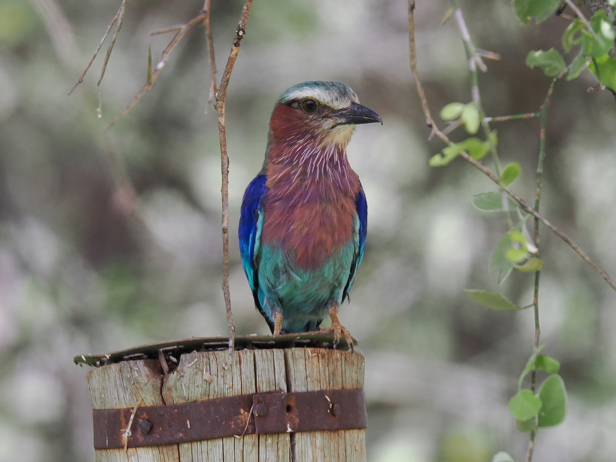 mandelík fialovoprsý - ML647559316