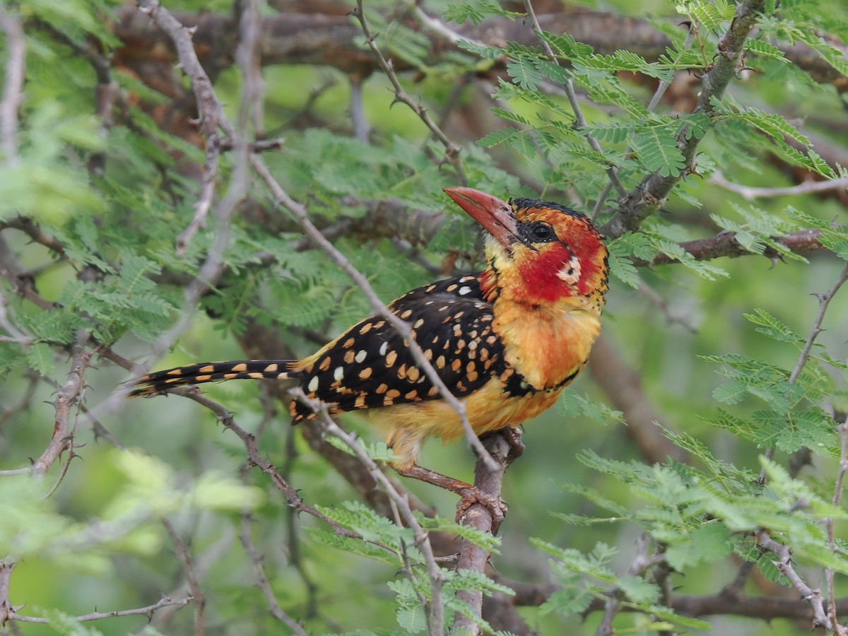 vousáček červenožlutý - ML647559332