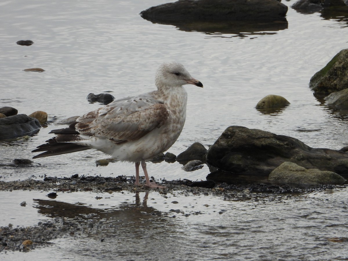 European Herring Gull - ML647559340