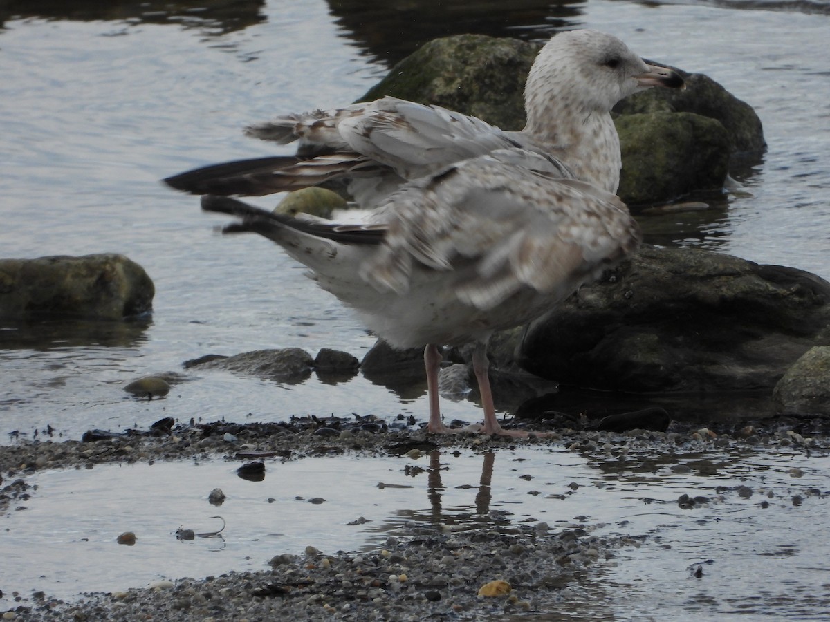 European Herring Gull - ML647559341