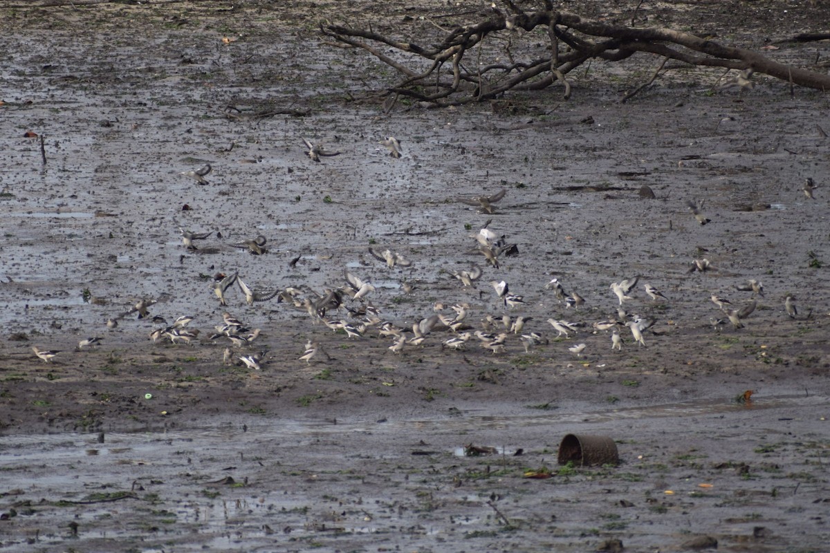 Étourneau de Daourie - ML647559346
