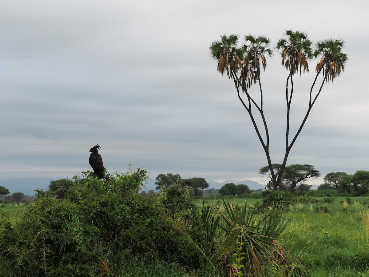 orel chocholatý - ML647559356