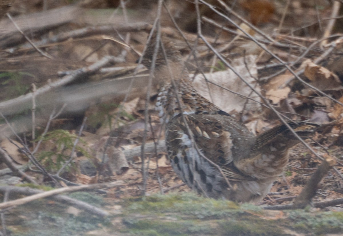 jeřábek kanadský - ML647559365