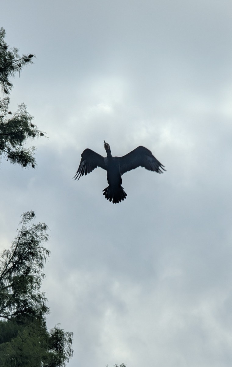 Great Cormorant - ML647559375