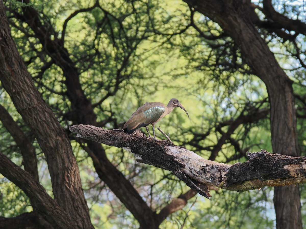 Hadada Ibis - ML647559405