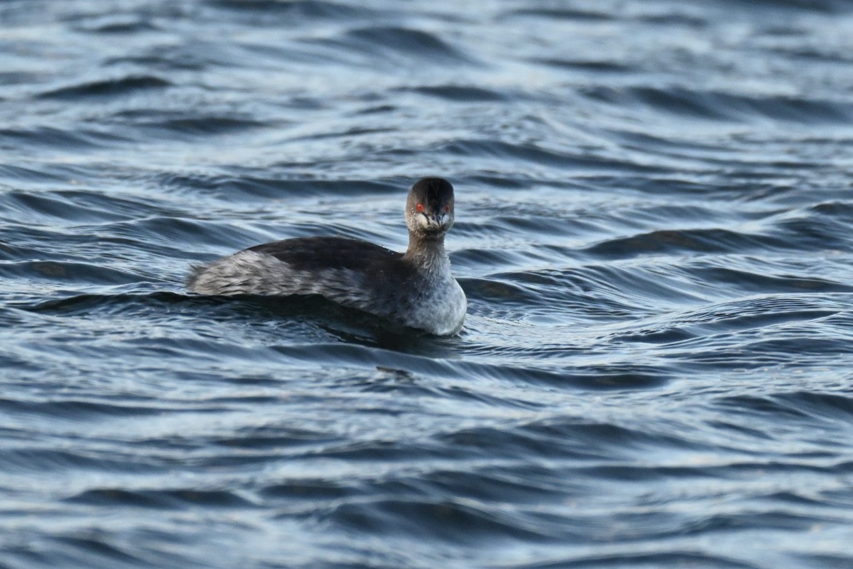 potápka černokrká - ML647559421