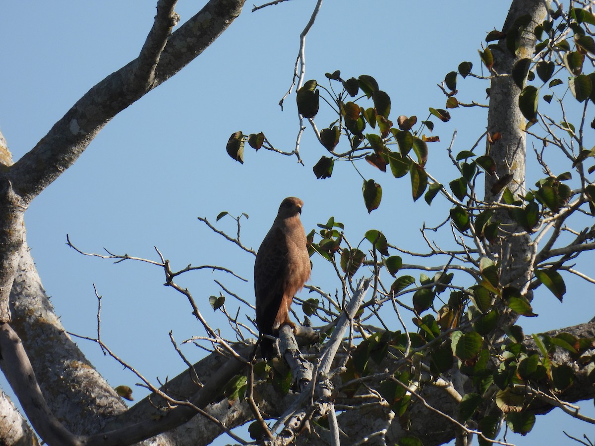 Busardo Sabanero - ML647559426