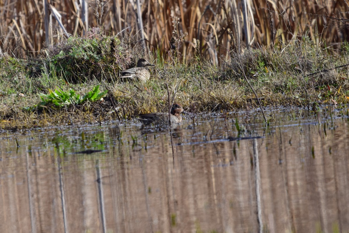 Green-winged Teal - ML647559453