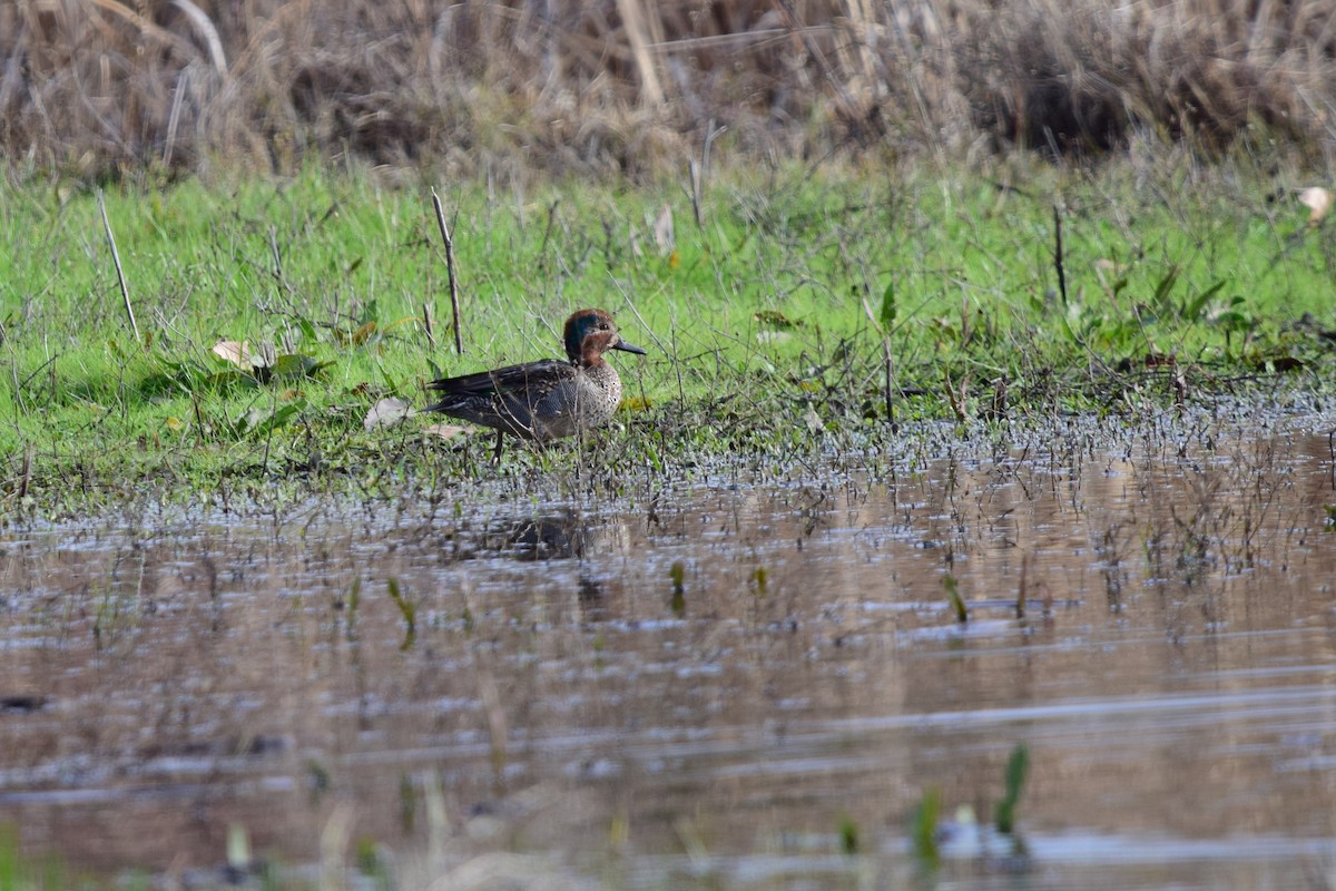Green-winged Teal - ML647559454
