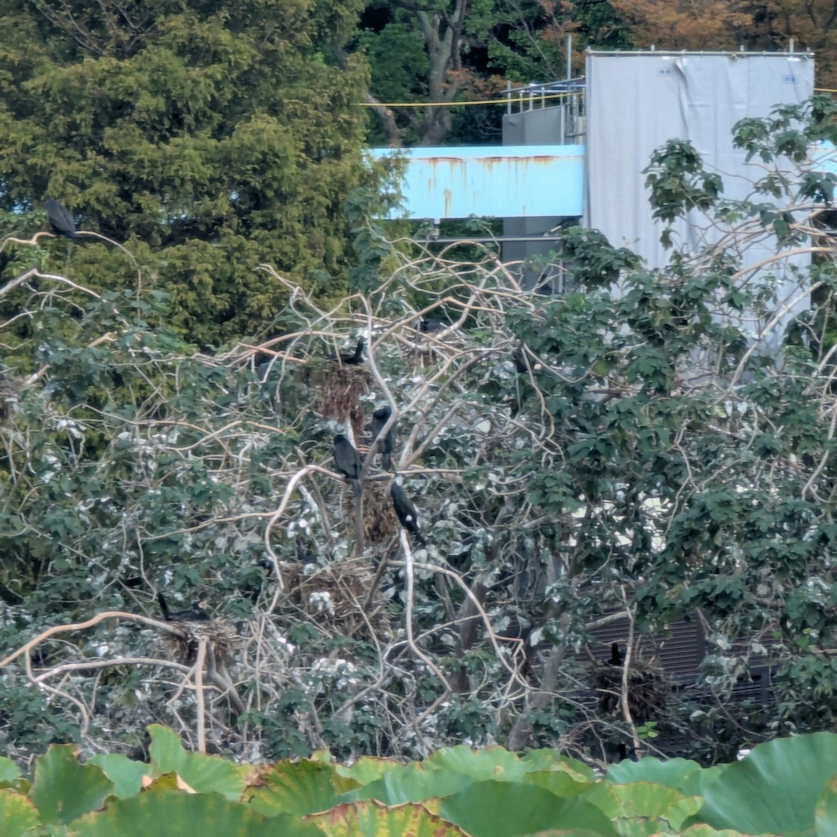 Great Cormorant - ML647559458