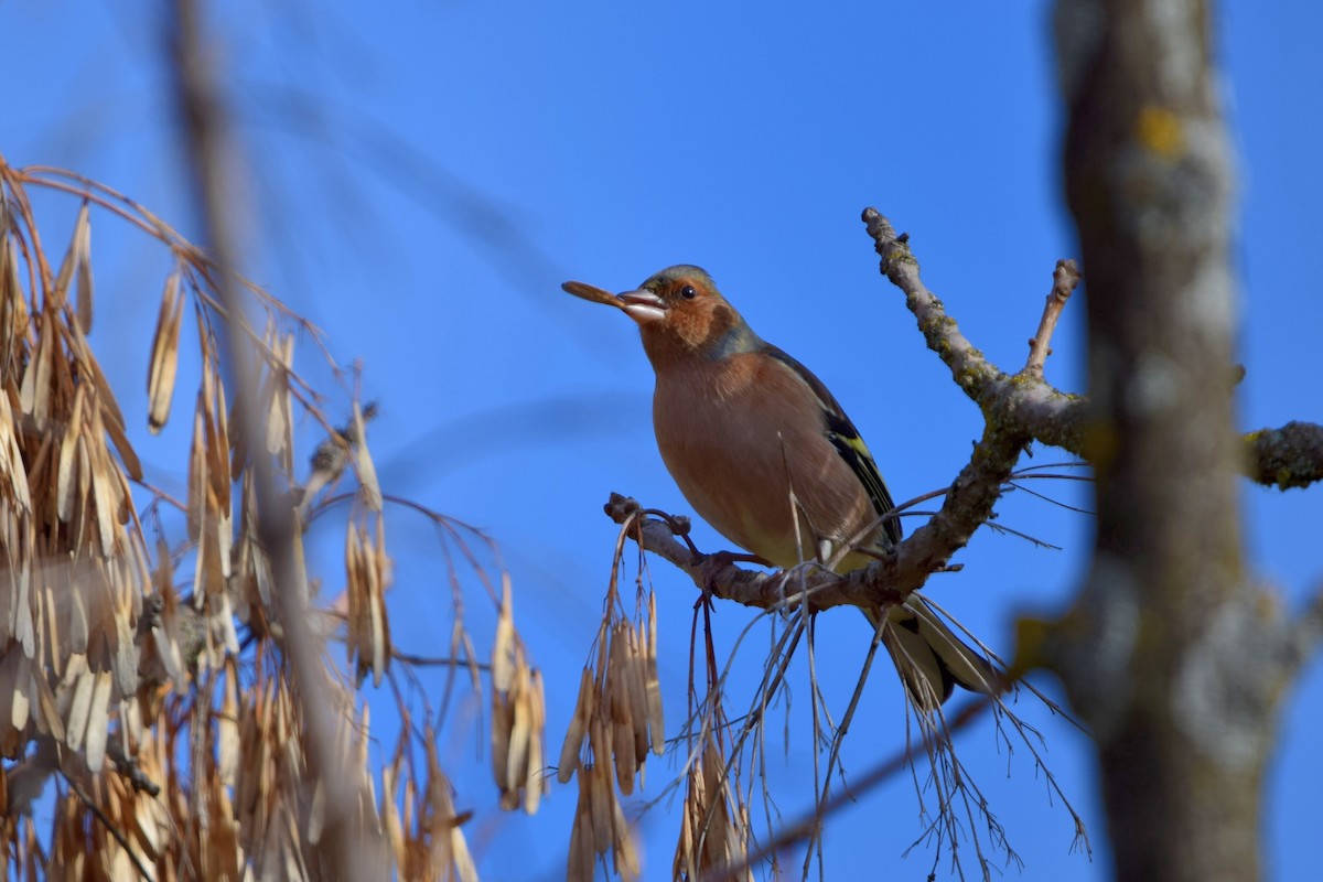 Common Chaffinch - ML647559491