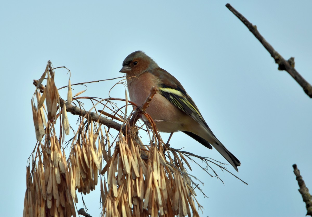 Common Chaffinch - ML647559492