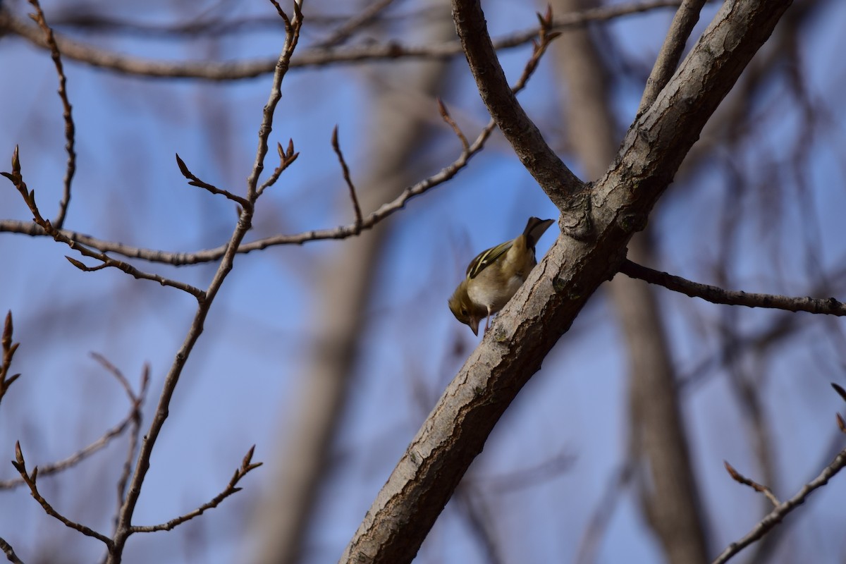 Common Chaffinch - ML647559493