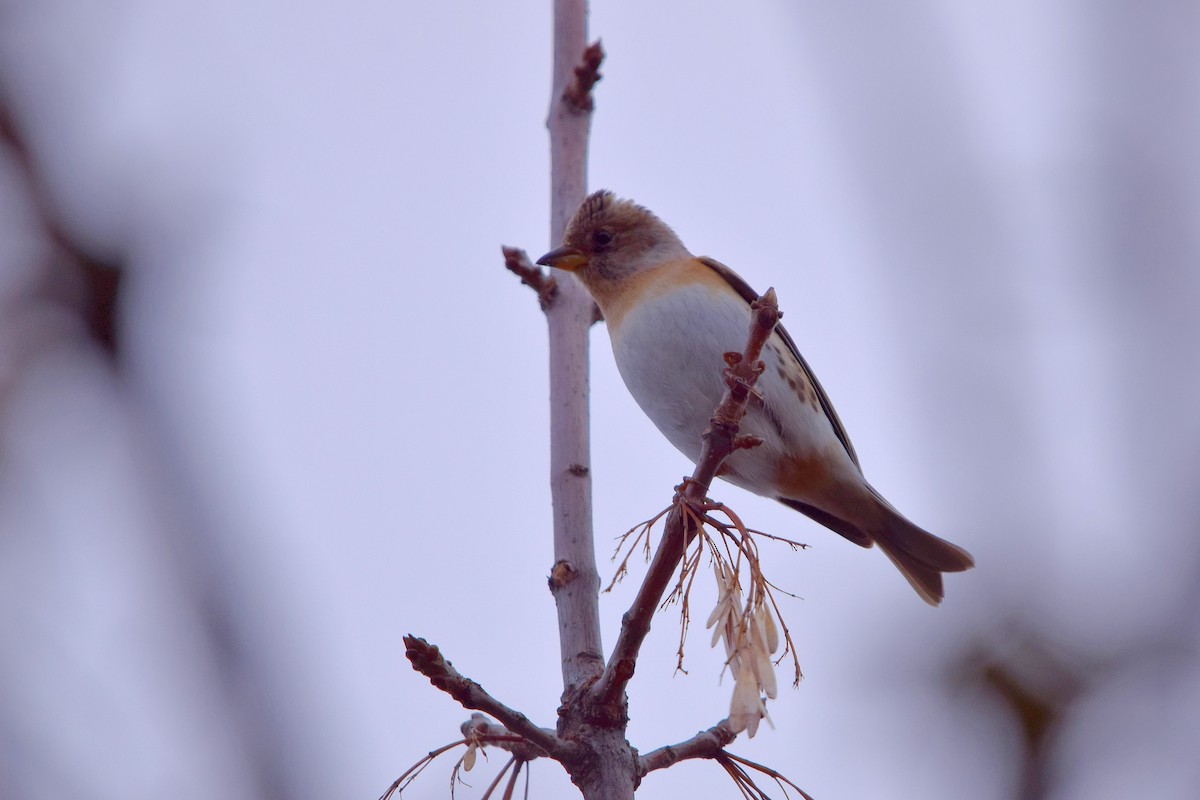 Brambling - ML647559505