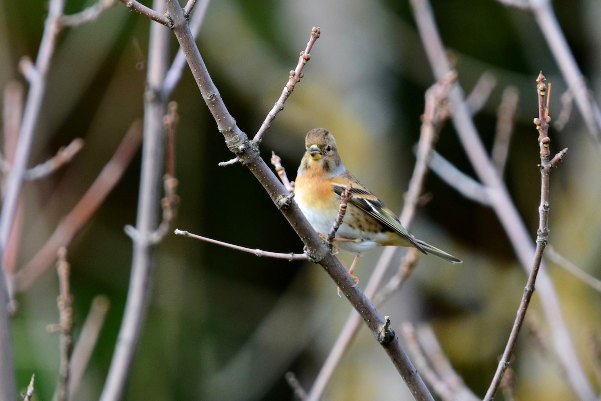 Brambling - ML647559506