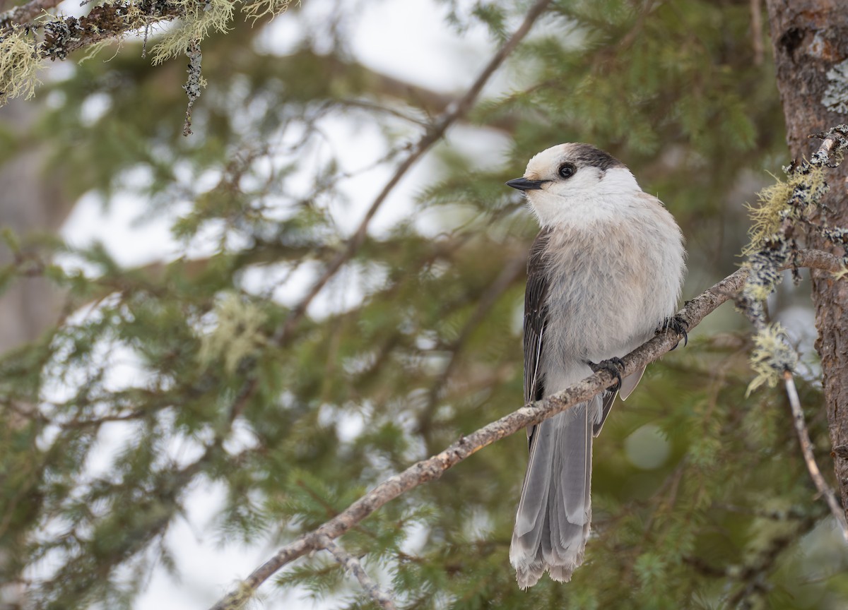Arrendajo Canadiense (grupo canadensis) - ML647559514
