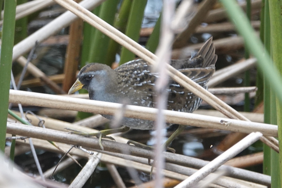 Polluela Sora - ML647559516