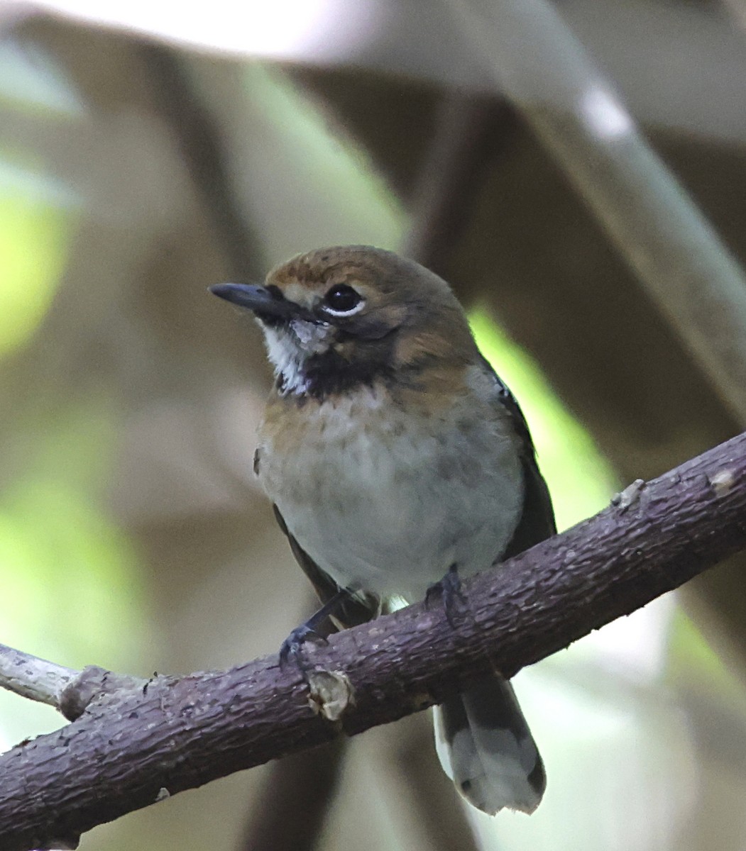 Elepaio de Oahu - ML647559519