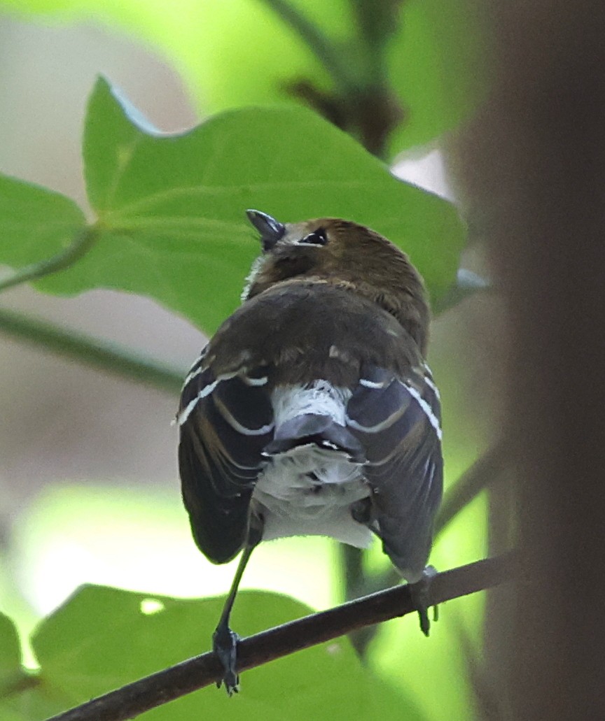 Elepaio de Oahu - ML647559520