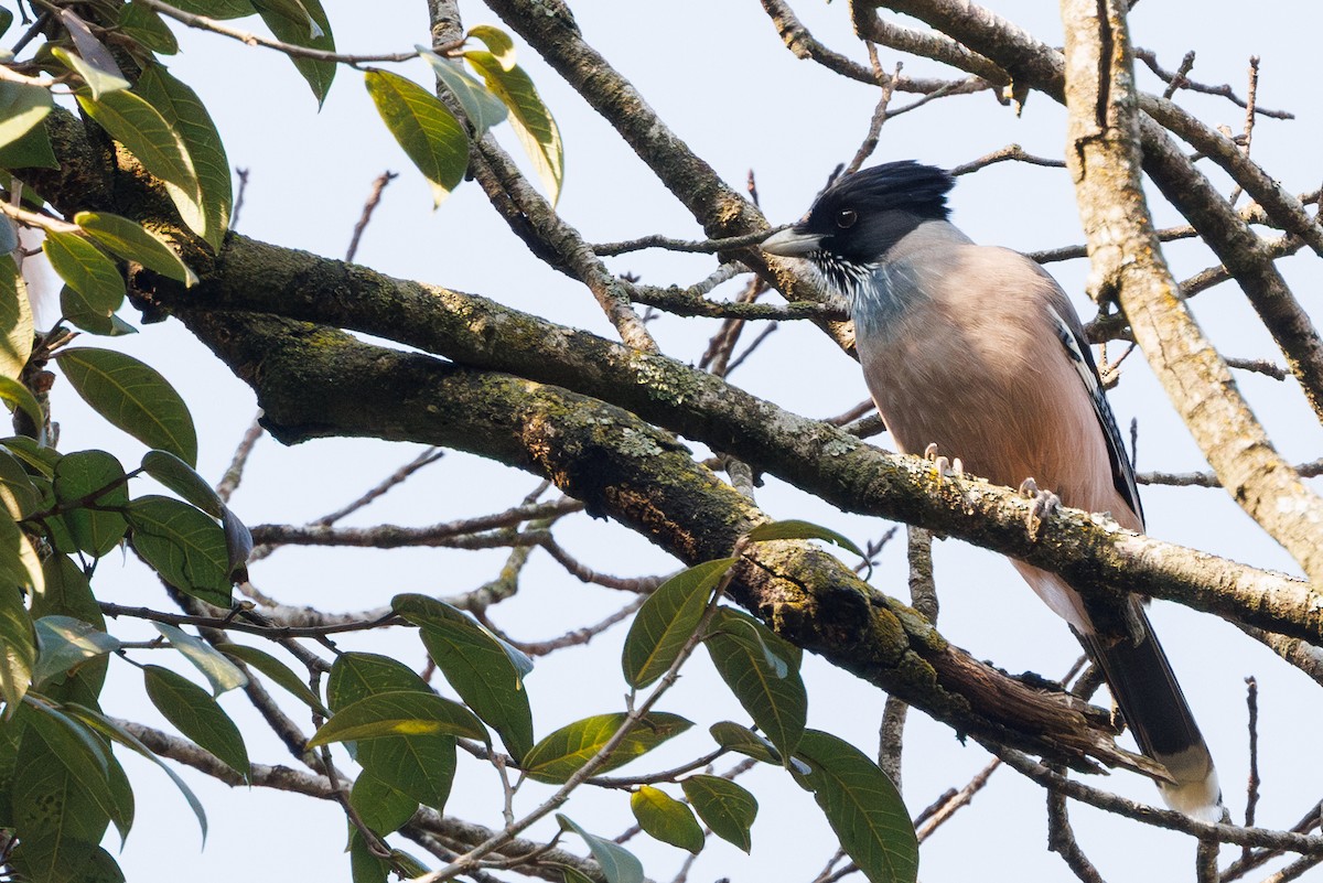 Arrendajo Cabecinegro - ML647559523
