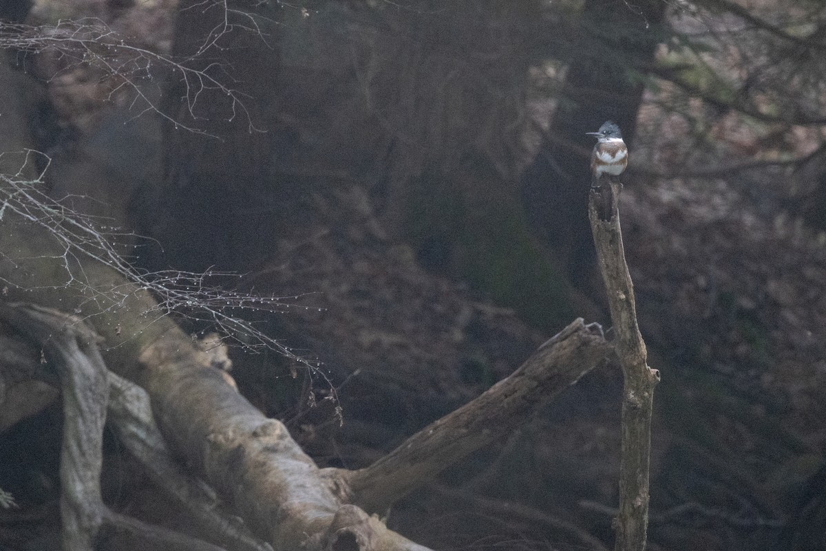 Martín Gigante Norteamericano - ML647559524